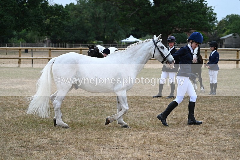 WJ7_9599 - Class 5 Most Handsome Gelding (up to 14.2hh)