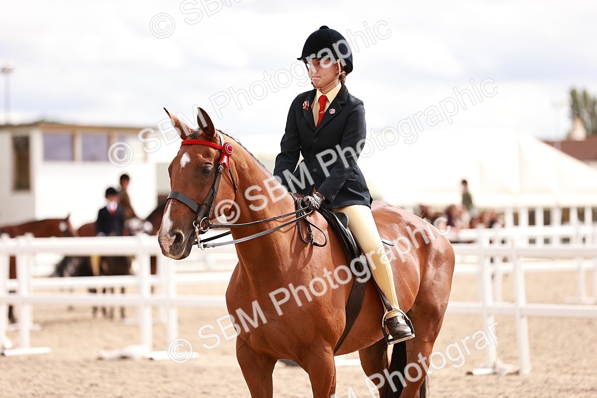 SBM_18329 - Class 417 - Handsome Gelding (IH or Ridden - JNR)
