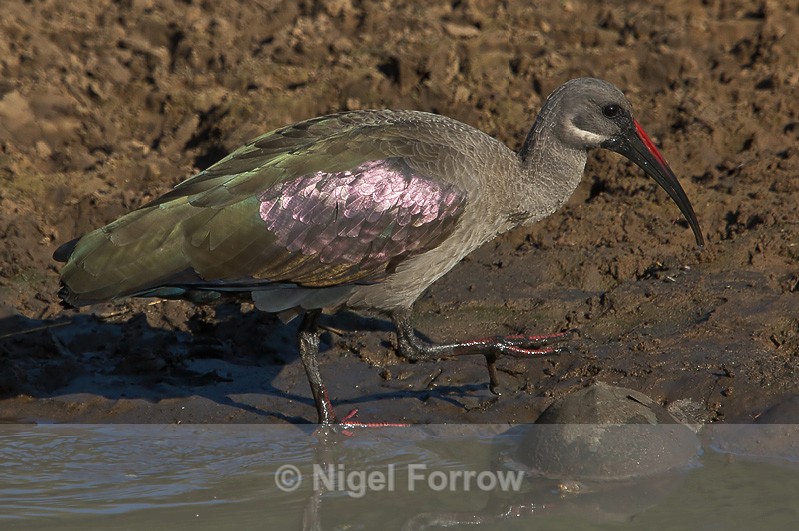 Hadeda (Hadada) Ibis at the edge of a water hole - Hadeda (Hadada) Ibis