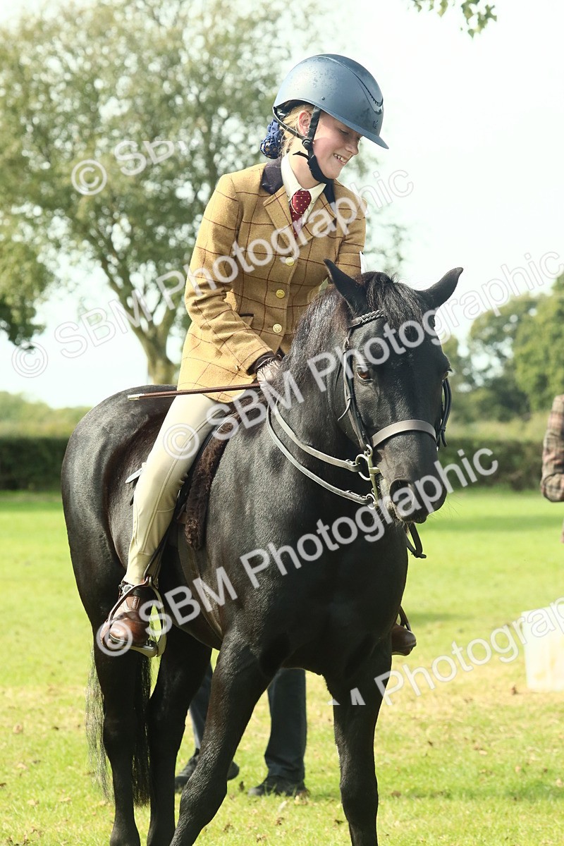 SBM_66732 - S34 - Rehabilitated Rescue Horse & Pony In Hand & Ridden