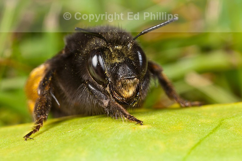 Anthophora plumipes (f)