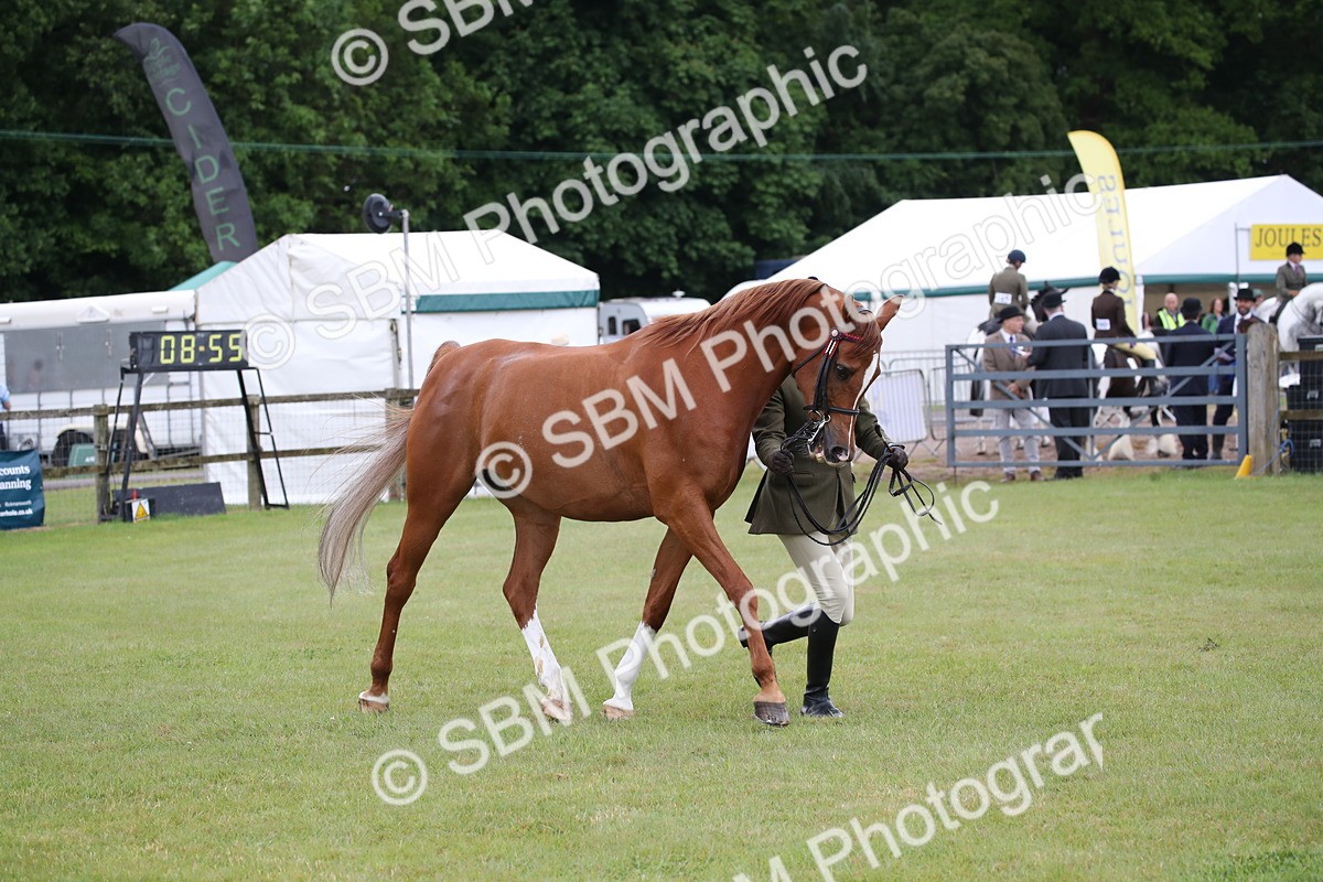SBM_03641 - Class 21 - 22 - Ridden Arab and Part Bred/Anglo Arab