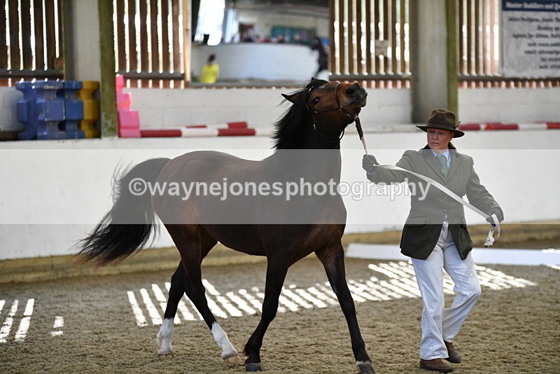 WJ5_4373 - Class 6 In hand M&M - Large Breeds