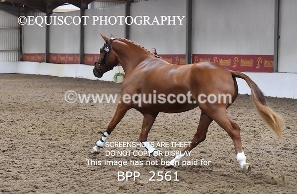 BPP_2561 - LOOSE JUMPING / SPSS