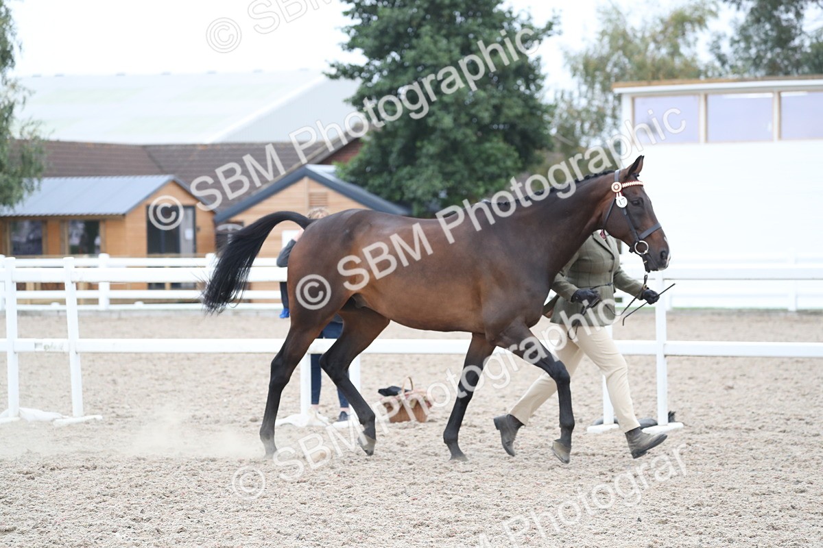 SBM_17887 - Class 317 IH Pure bred Horse/Pony