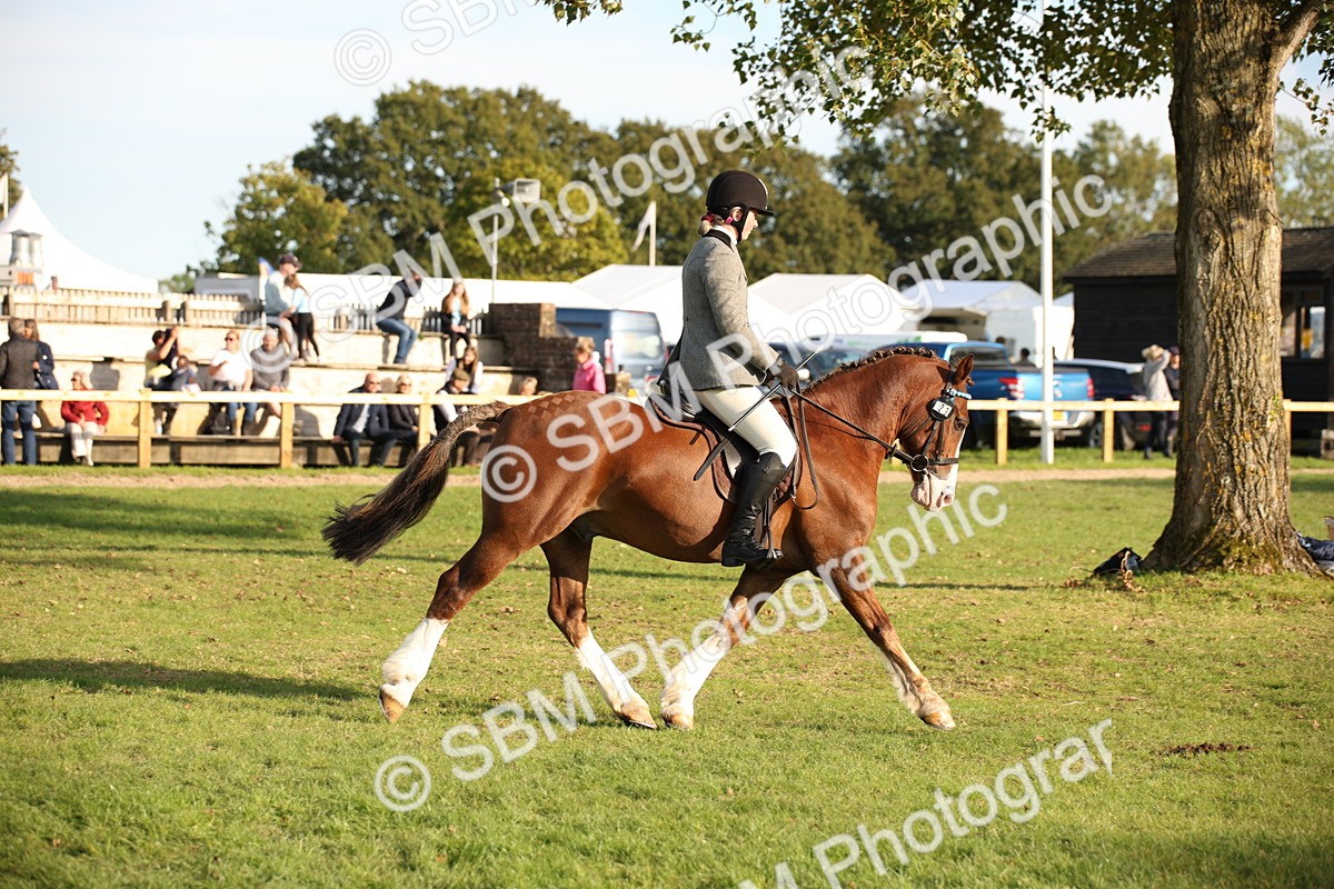 SBM_54337 - S27 - Mature Veteran - Ridden
