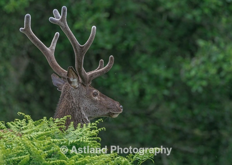Red Deer - Latest Images