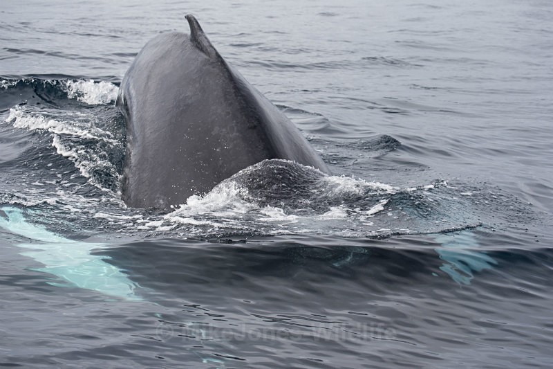 Humpback Whale, Pico Island, Azores - WHALES & DOLPHINS ( PICO, AZORES MAY 2013 & 2014 )