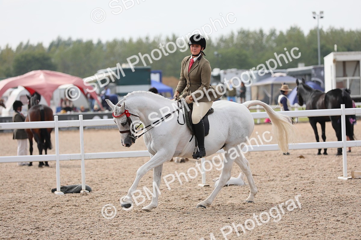 SBM_13412 - Class 308 Ridden Coloured Horse