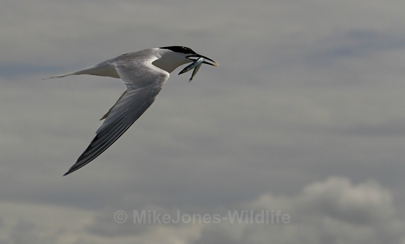 Sandwich Tern with Sandeel, Cemlyn Bay, Anglesey, North Wales - Terns, Sandwich, Artic and Common