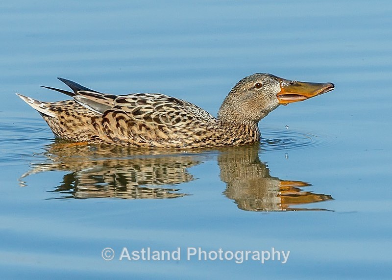Astland Photography, Bird and Wildlife Images, Susan and Peter Wilson, U.K.