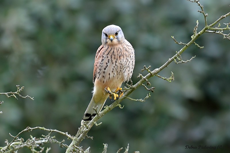 Kestrel - Birds Of Prey