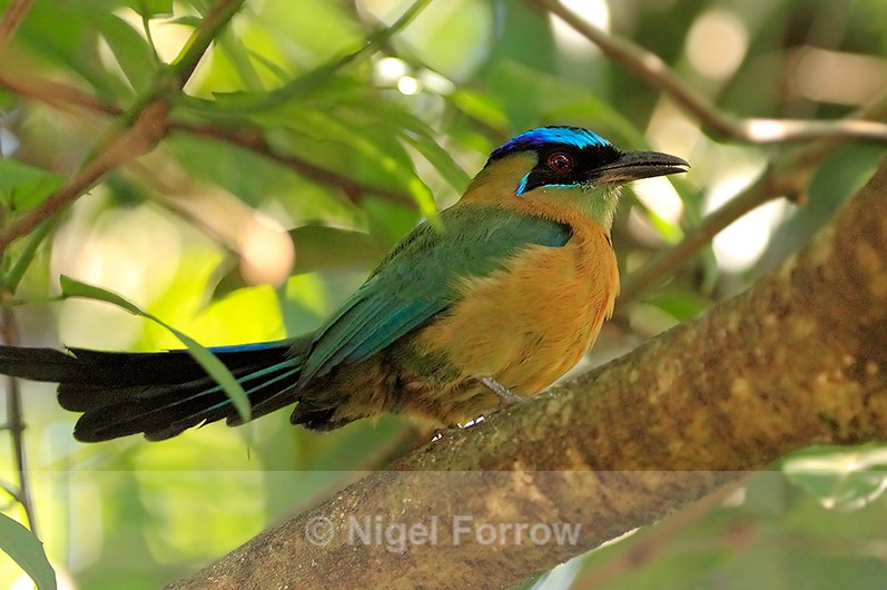 Lesson's Motmot perched in a tree at Orquideas Inn, Alajuela - Lesson's Motmot