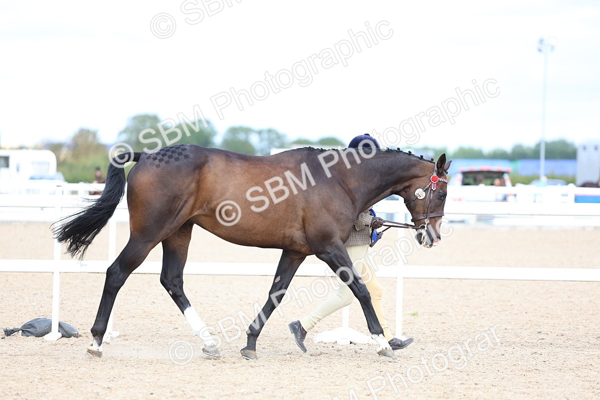 SBM_15303 - Class 313 - IH Retired Racehorse