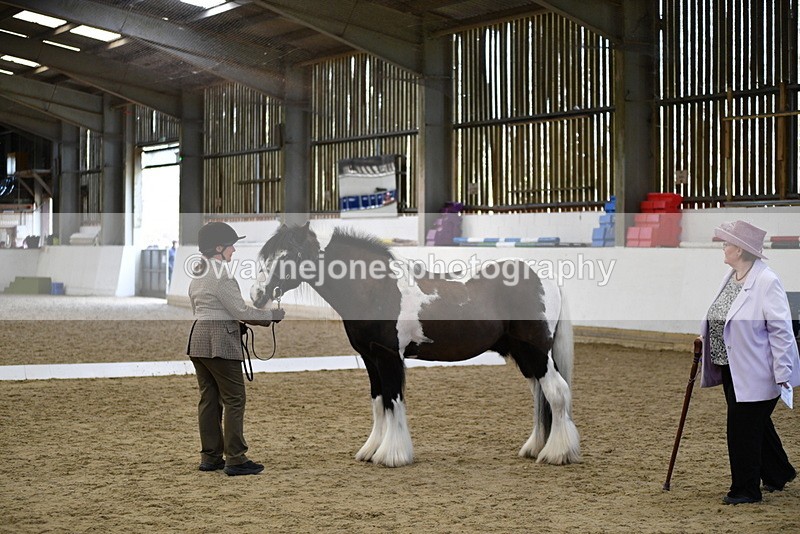 WJ5_5015 - Class 7 In hand coloured / odd coloured