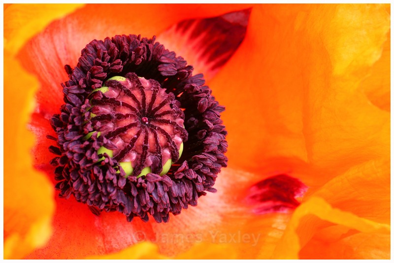 Poppy - Latest Work