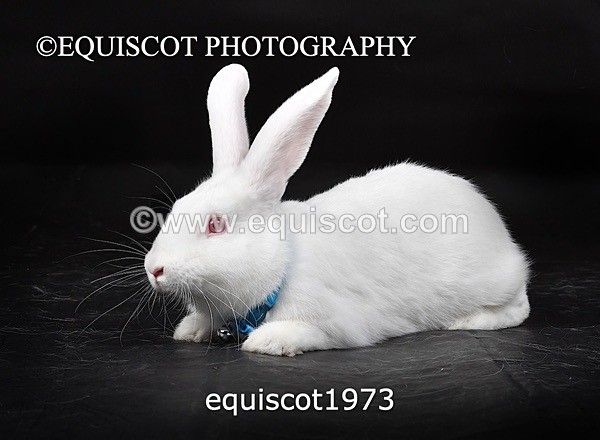 equiscot1973 - GIZMO & OSCAR