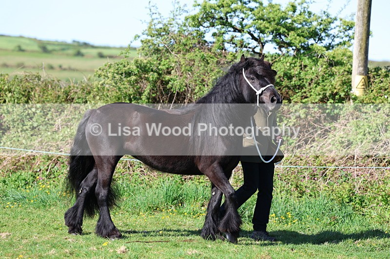 3E7A8519 - Class 13: M & M Large Breeds