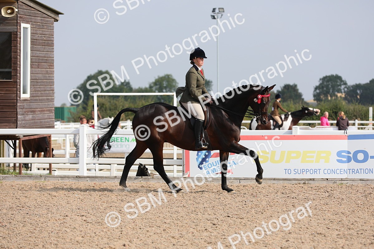 SBM_11388 - Class 305 Ridden Foreign Breeds- Pure Bred