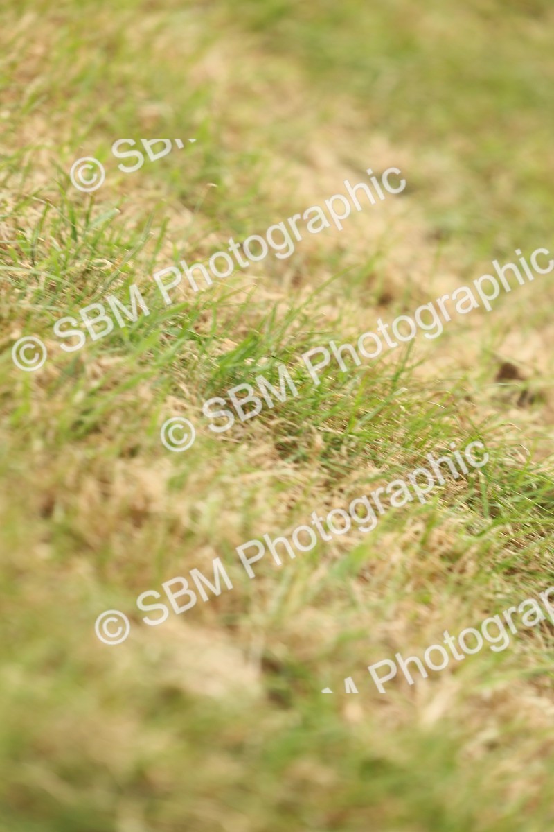 SBM_08908 - Class 78-80 - Ridden M&M Non Welsh Ponies