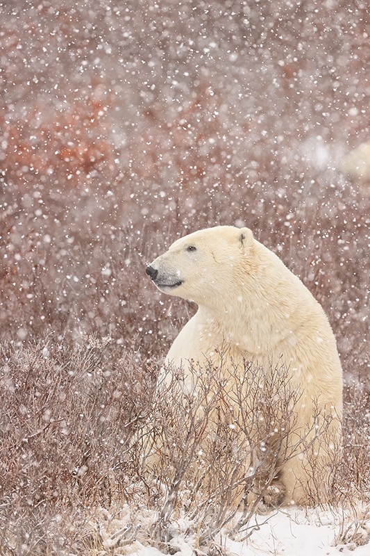 Polar Bear in heavy snow, Churchill, Canada - Polar Bear