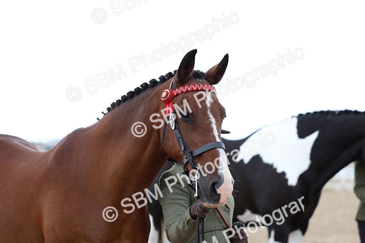 SBM_05133 - Class 27 - IH Competition Horse or Pony