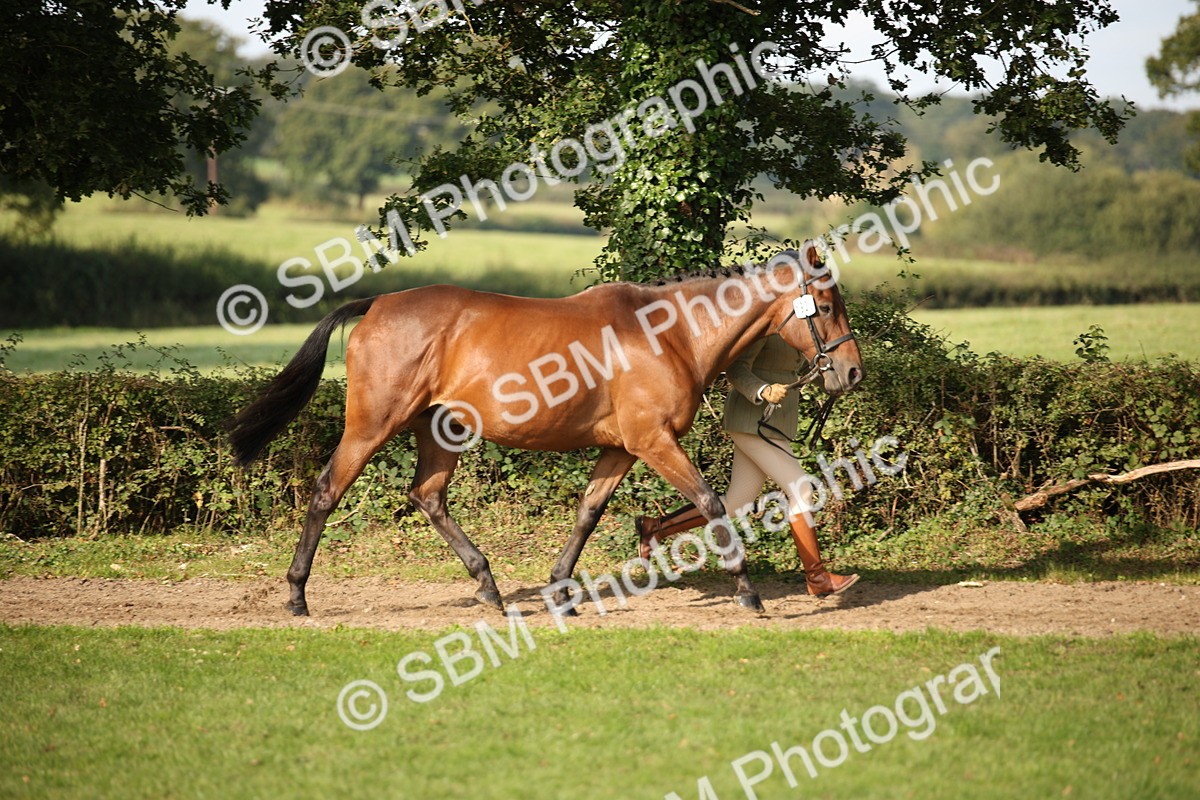 SBM_60065 - S53 - Hunter In Hand