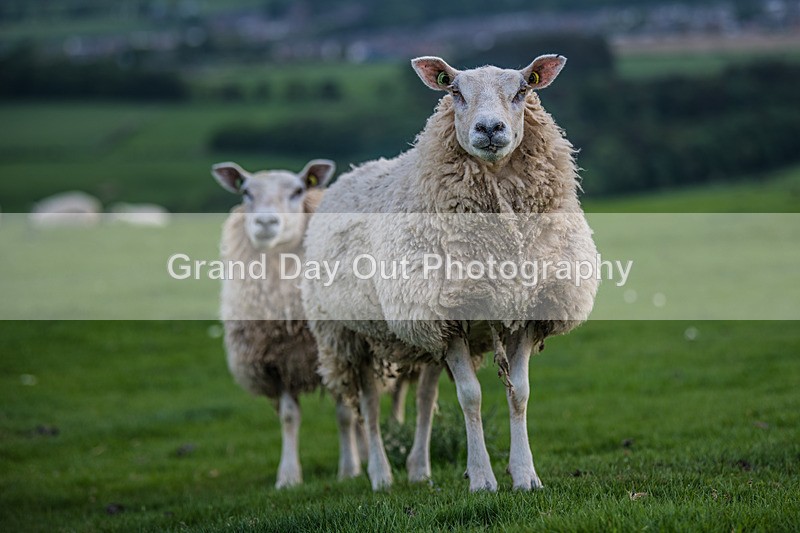 Hay-13 - Hay O Trail Race Tuesday 21st May 2024