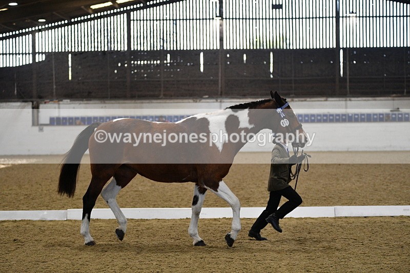 WJ5_3848 - Class 5 In Hand Veterans