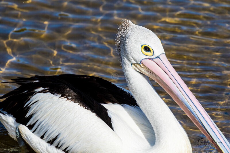 Single pelican on water 3. 0A3A6255 - Pelicans
