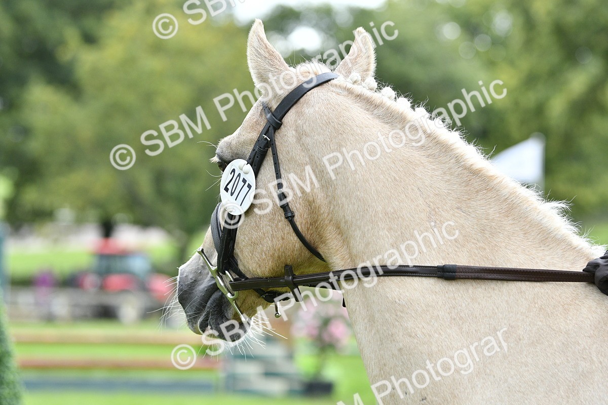 SBM_45589 - S33 - Working Hunter Pony