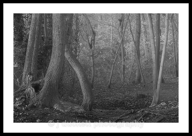  - Deep Dark Woods