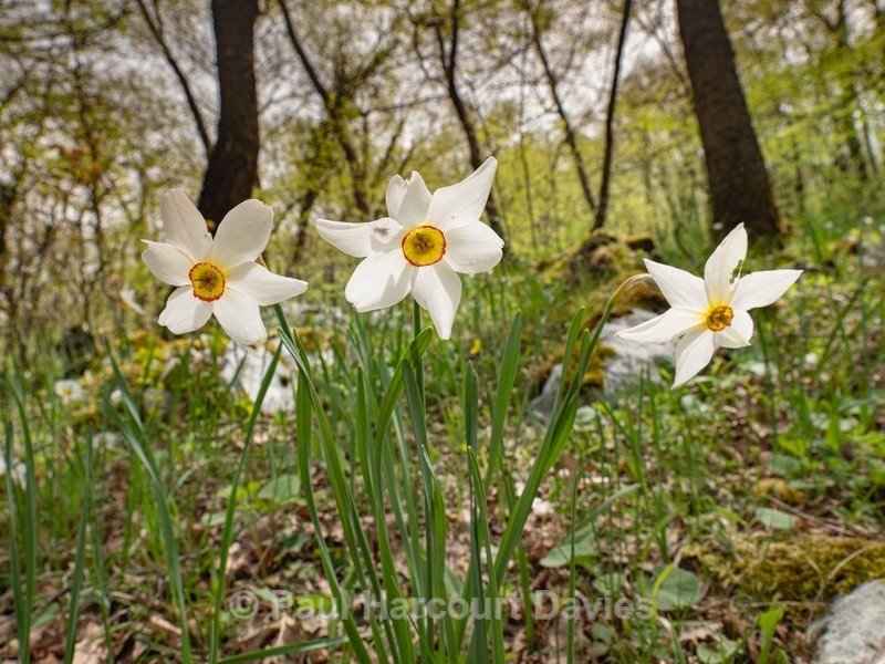 Pheasant's eye (Narcissus poeticus) also known as Poet's narcissus - Gargano - Flowers in the Landscape