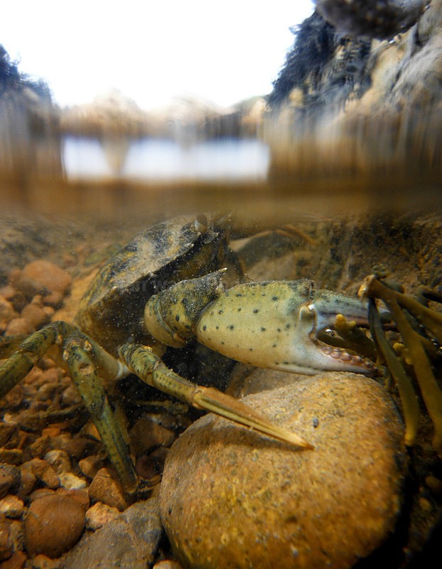  - Coastal Wildlife, Great Britain