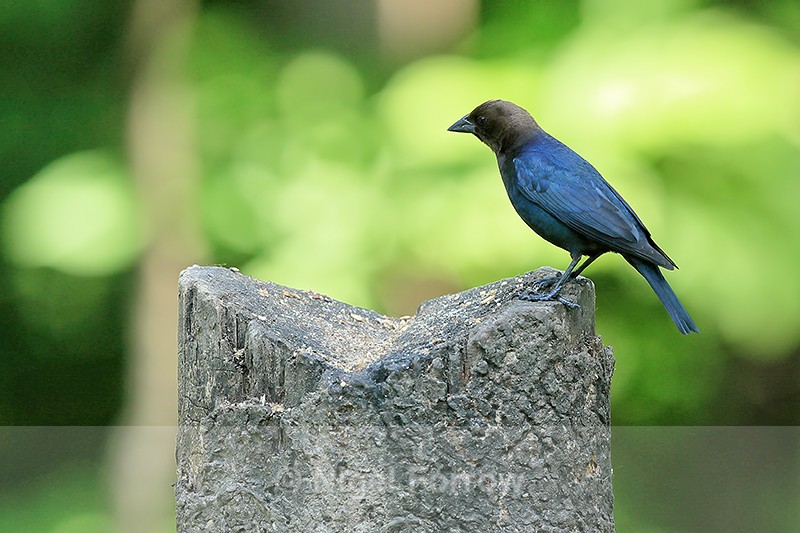 Brown-headed Cowbird (male), Minnesota, USA - Brown-headed Cowbird