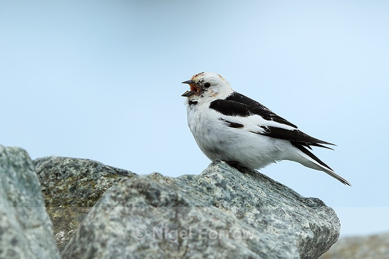Male Snow Bunting singing, Jokulsarlon, Iceland - Snow Bunting
