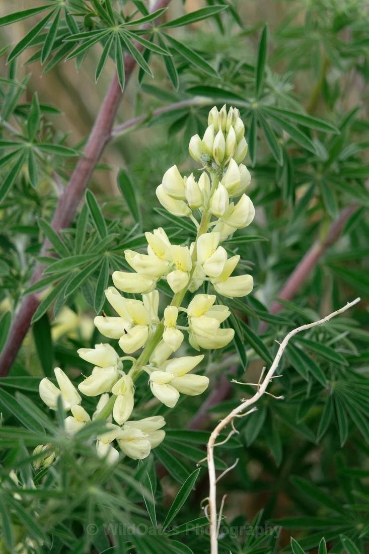 Fife_Wild Lupin 0023 - Isle of May and Fife