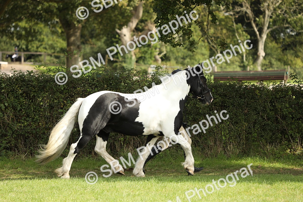SBM_68570 - S40 - Junior Handler 9-12 Years