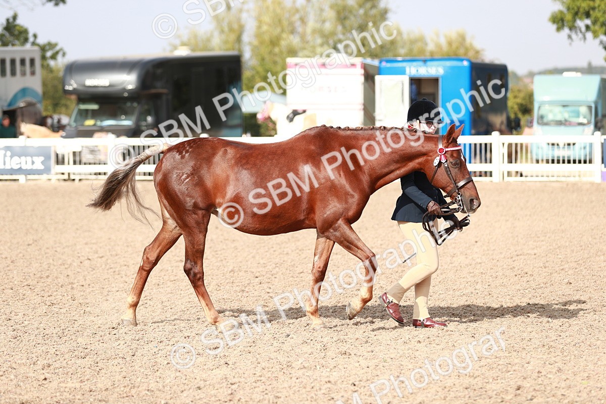 SBM_11029 - Class 205 IH Show Pony/ Show Hunter Pony