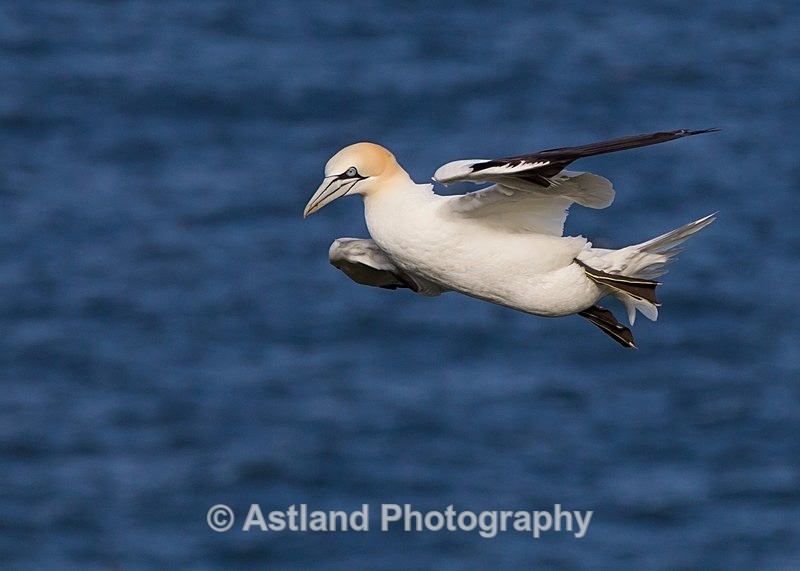 Astland Photography, Bird and Wildlife Images, Susan and Peter Wilson, U.K.
