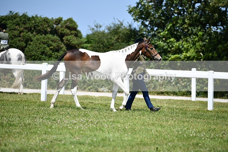 DSC_7459 - Class 63: Coloured Horse Youngstock