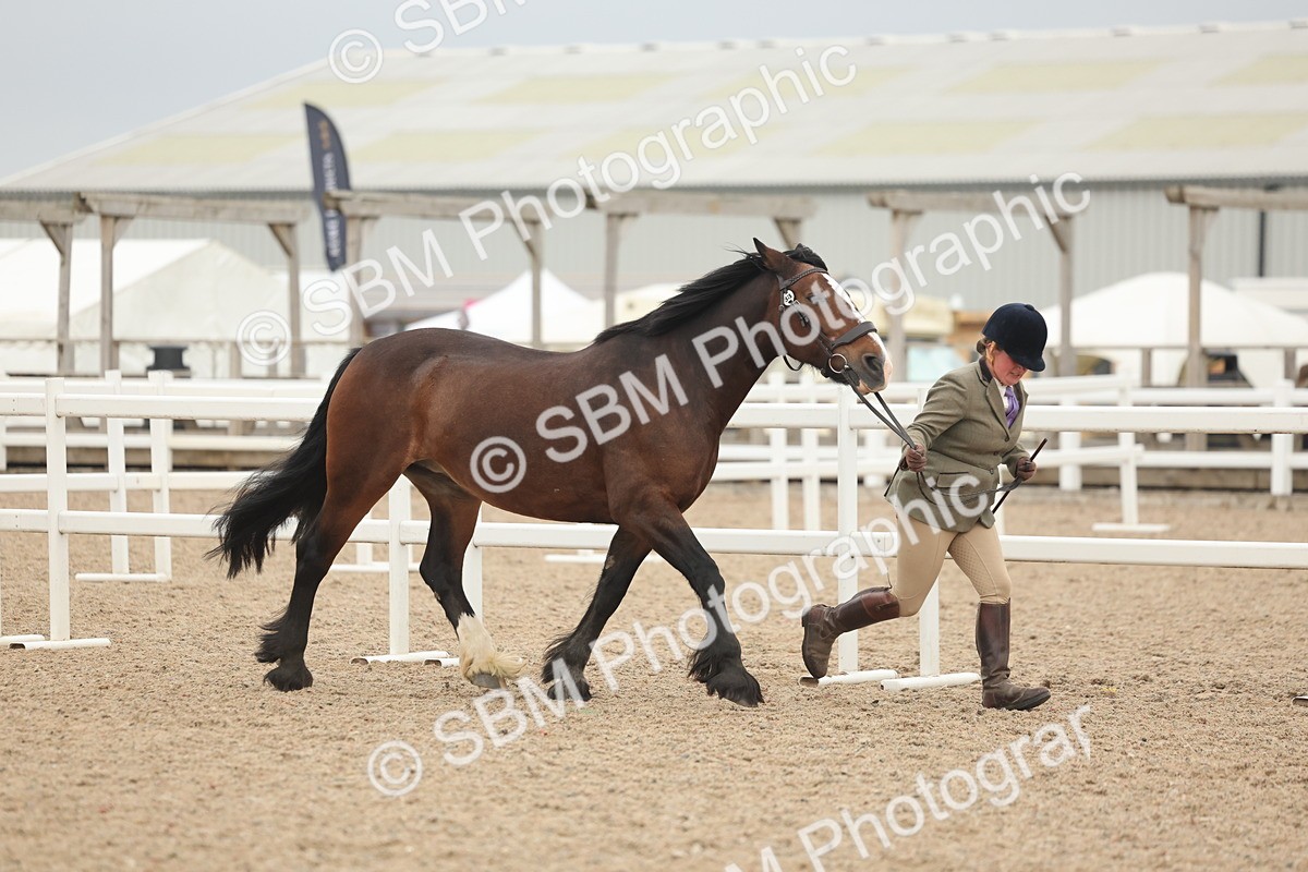SBM_19777 - Class 318 - IH Part Bred Horse-Pony