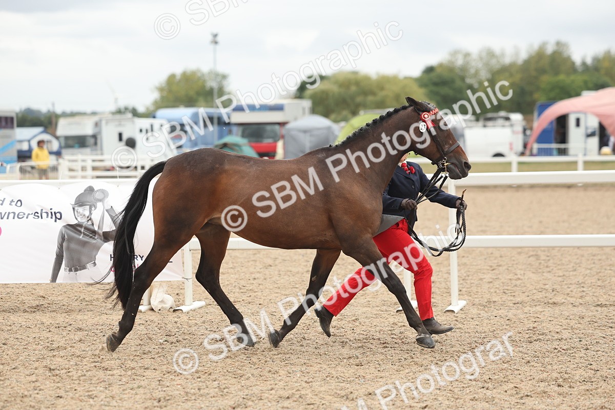 SBM_19261 - Class 317 - IH Pure Bred Horse-Pony