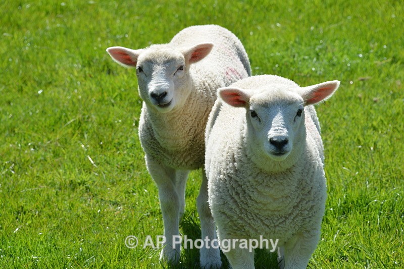 ACP_4214 - Sheep