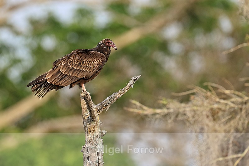 Turkey Vulture, Blue Cypress Lake, Florida - Turkey Vulture