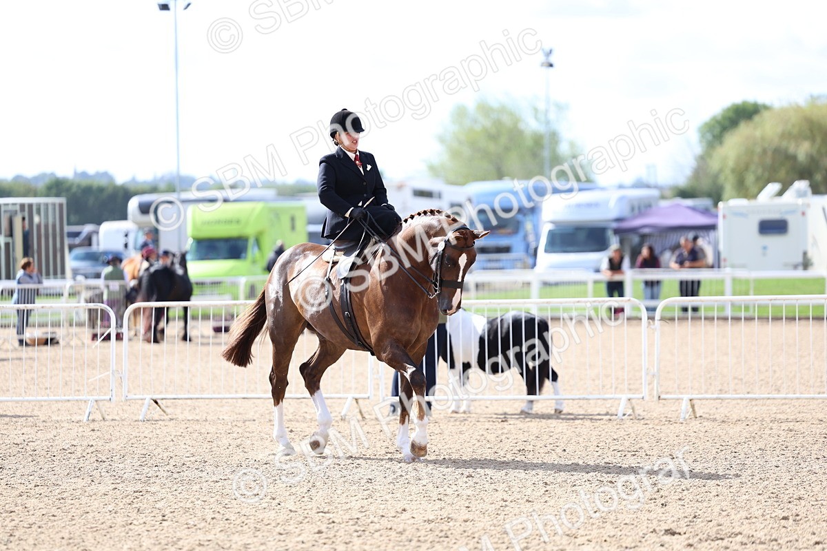 SBM_10797 - Class 305 - Ridden Foreign Breeds - Pure Bred