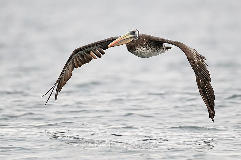 Peruvian Pelican flying, Chilean coast - Peruvian Pelican