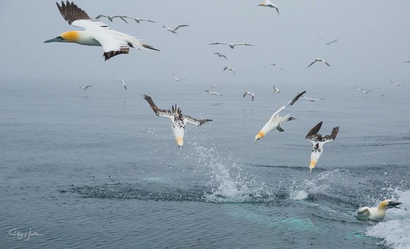 Gannets Diving 4