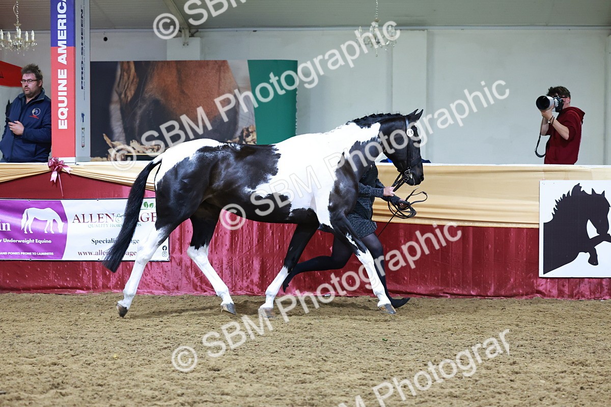 SBM_20466 - Class G - IH Large (over 148cm)Champ