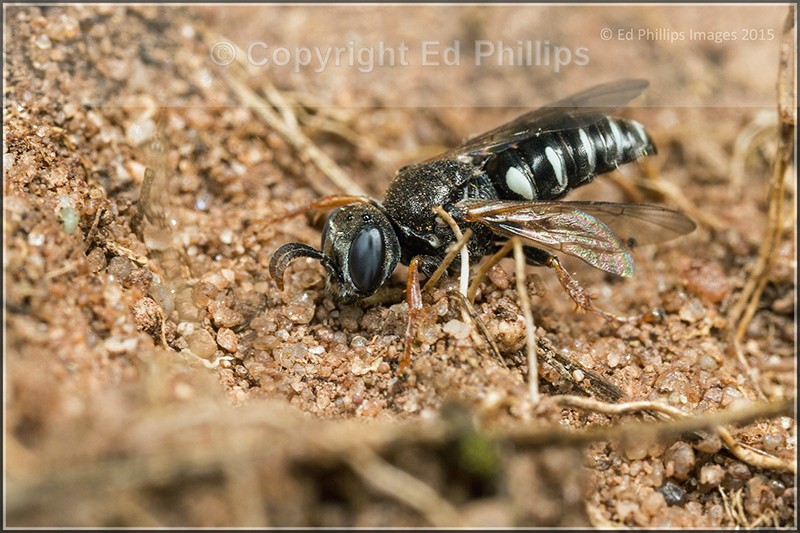 Oxybelus uniglumis